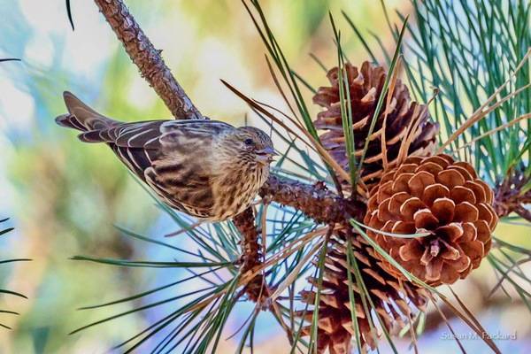 Susan Packard / Macaulay Library at the Cornell Lab of Ornithology (ML611692011)